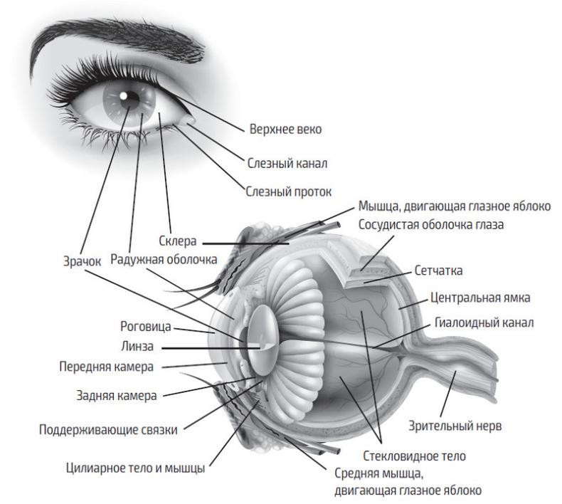 Во все глаза. Секретная книга для тех, кто хочет сохранить или исправить зрение