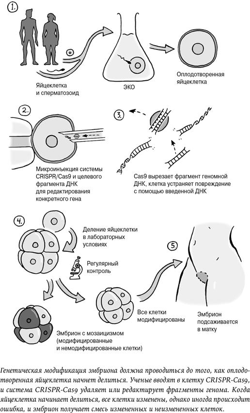 Неестественный отбор. Генная инженерия и человек будущего