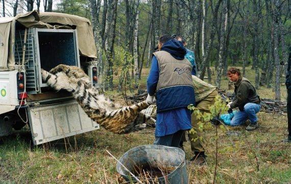 Полосатая кошка, пятнистая кошка