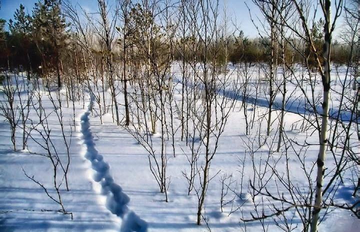 В глуши таёжной (сборник)