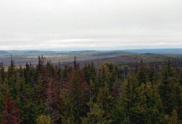 В глуши таёжной (сборник)