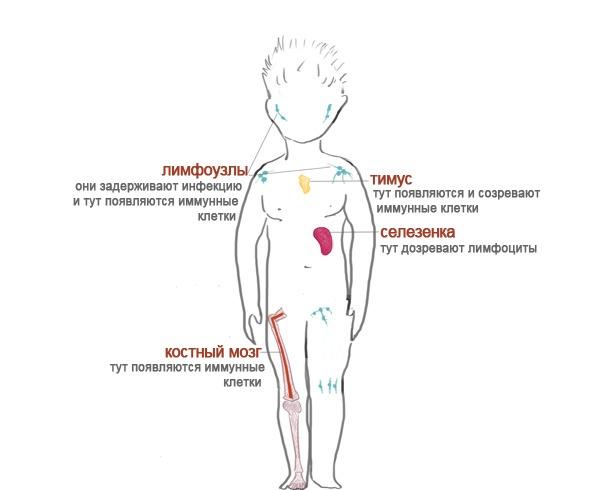 Как я устроен