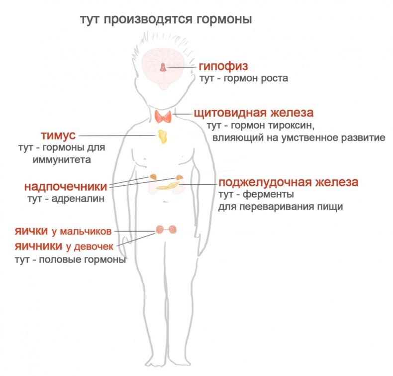 Как я устроен