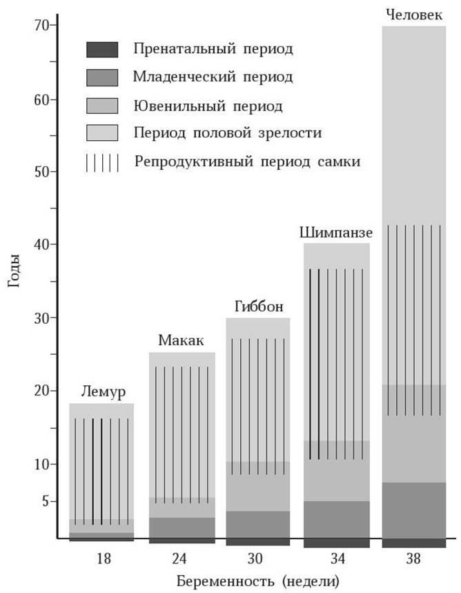 Антропология пола