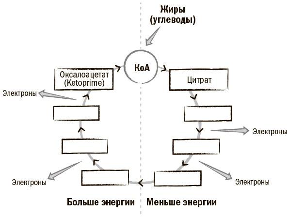 Биохакинг мозга. Проверенный план максимальной прокачки вашего мозга за две недели