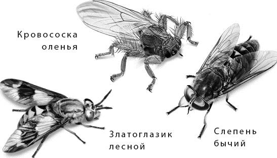 Лесная сказка. С вопросами и ответами для почемучек