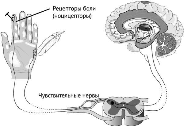 По голове себе постучи. Вся правда о мигрени и другой головной боли